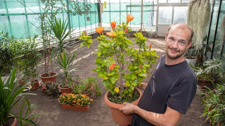 René Weikelt ist einer der Gärtner im Gewächshaus des Rothenburger Martinshofes, die kälteempfindliche Pflanzen aus der Bevölkerung hier über den Winter bringen.