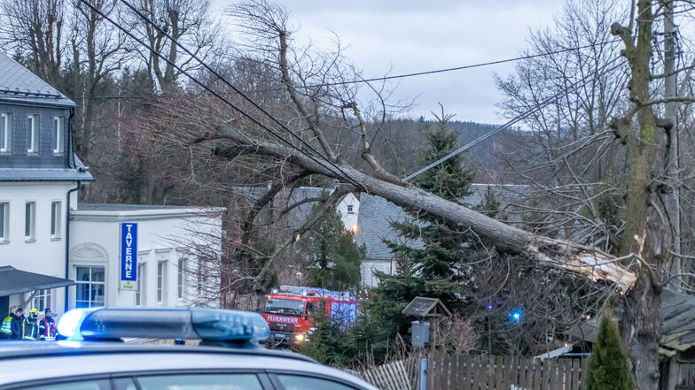 Die Feuerwehr räumt in Thum einen umgestürzten Baum von der Straße, der auf der Bundesstraße 95 in eine Freileitung gefallen war.