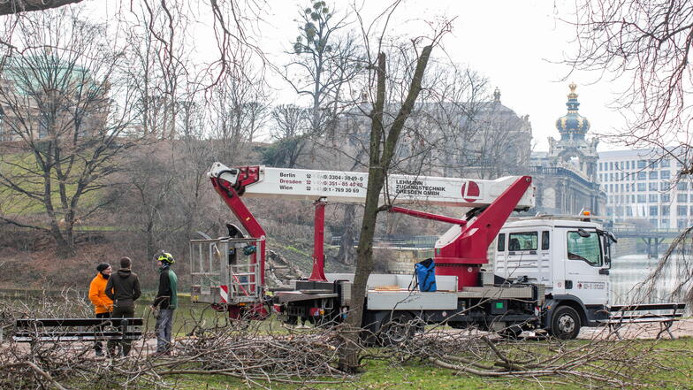 Die Bäume am Zwingerteich werden derzeit ausgeästet. Bis Mitte kommender Woche sollen alle Arbeiten abgeschlossen werden.
