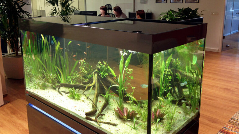 Zweifellos die Attraktion der Wohn-Lounge der LebensRäume e. G. Hoyerswerda im Lausitz-Center: das 700-Liter-Aquarium an der Sitzecke, neben dem man bei den Beraterinnen des Großvermieters seine Anliegen geklärt bekommen kann.