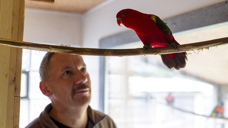 Seit zehn Jahren züchtet Michael Krieger aus Limbach Lori. Ein ganz besonderer Vogel ist Franzi (Mitte). Die Papageiendame kann „sprechen“.
