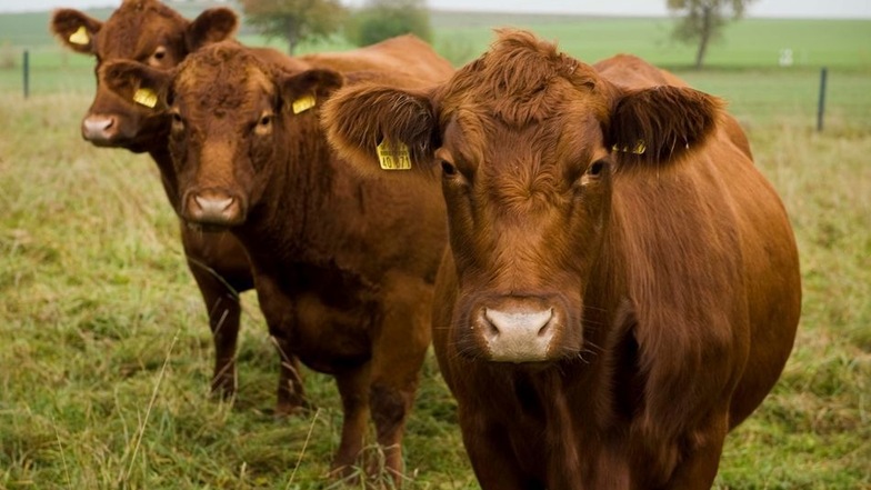 Die Angus-Rinder der Dürrröhrsdorfer Fleisch- und Wurstwaren GmbH sind das ganze Jahr auf ihrer Weide in Wilschdorf und fressen ausschließlich das Gras, das dort wächst.