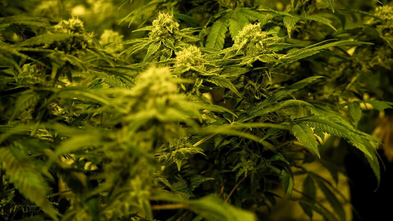 Eine THC-haltige medizinische Cannabispflanze in einer Zuchtanlage. Die Ampel-Koalition will am heutigen Mittwoch die Legalisierung von Cannabis beschließen.
