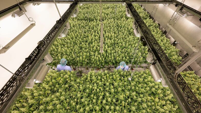 Cannabispflanzen wachsen in einem Blüteraum des Pharmaunternehmens Demecan. Die 2017 gegründete Firma ist eines von drei Unternehmen, denen der Cannabisanbau in Deutschland erlaubt wurde.