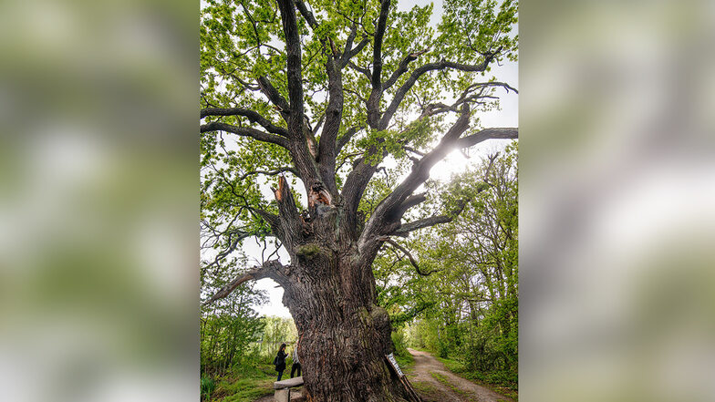 Die rund 30 Meter hohe Eiche am Großen Ziegelteich in Niedergurig war im Dezember angefackelt worden. Nur wenige Monate später trägt der Baum wieder ein grünes Blätterdach.