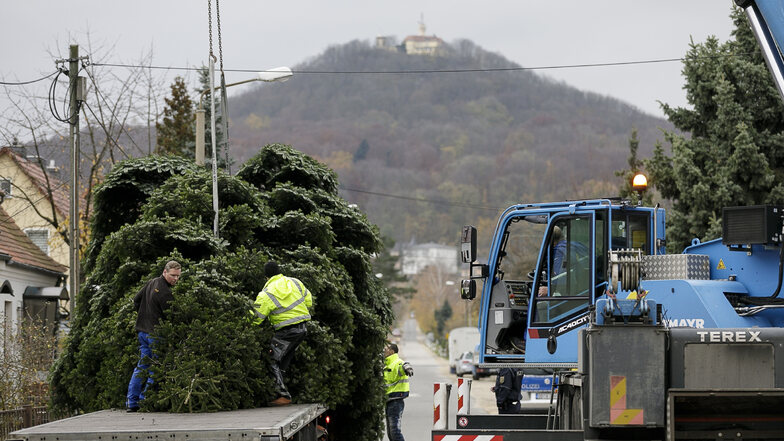 Logistische Meisterleistung: der Transport des Weihnachtsbaumes (hier im Vorjahr von der Christian-Heuck-Straße) in die Innenstadt. Das wird diesmal gleich dreifach passieren.