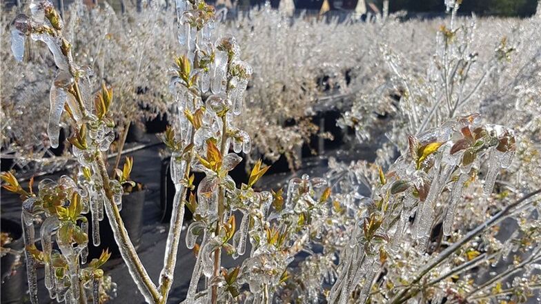 Eisskulptur. Die Frostschutzberegnung verwandelt die Heidelbeeren beim Obstbau Görnitz in bizarre Gebilde.