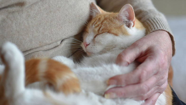 Halter von Katzen scheinen mehr gefährdet zu sein, sich mit Borna-Viren zu infizieren.