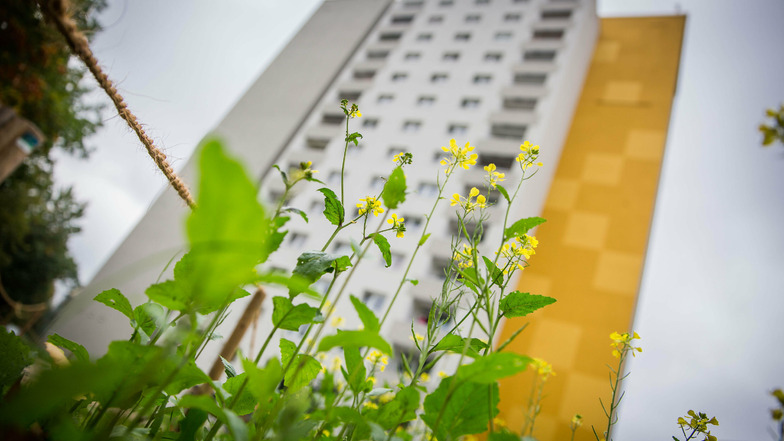An der Blasewitzer Straße 52 in der Johannstadt hat Vonovia in diesem Sommer eine Blumenwiese angelegt. Dort sollen sich Bienen wohlfühlen.