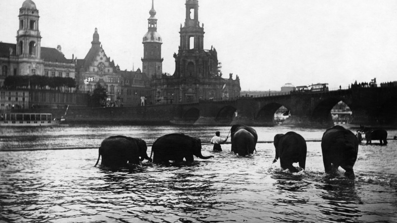 Die Elefanten des Circus Sarrasani baden in der Elbe.