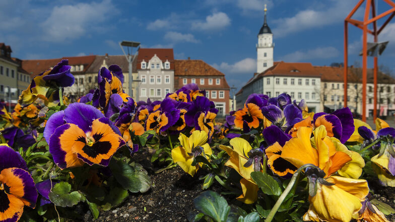 Die Blumenkübel auf dem Bischofswerdaer Markt sind wieder mit Stiefmütterchen bepflanzt. Insgesamt 1 200 Pflanzen bestellte die Stadt für die Frühjahrsbepflanzung.