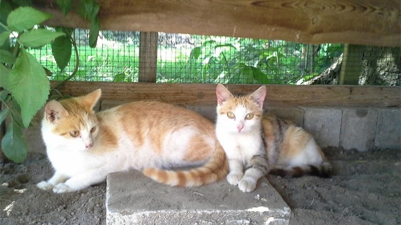 Diese süßen Katzen hoffen auf ein neues Zuhause. Derzeit leben sie im Katzenhotel bei Kerstin Wuttig in Helmsdorf.