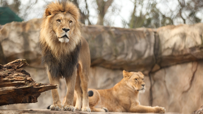 Die Löwen im Dresdner Zoo könnten durch das Corona-Virus gefährdet sein.