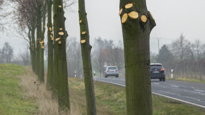 Der Landkreis bezeichnet die Baumschnitte an der S 36 zwischen Leisnig und Zschoppach als Pflegearbeiten. Naturschützer sprechen von einer Verstümmelung.