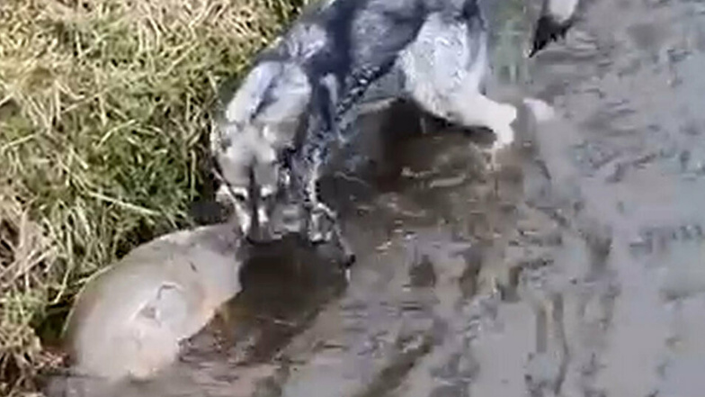 Das Video vom wolfsähnlichen Hund, der ein Reh angreift, hat sich in den sozialen Netzwerken schnell verbreitet.
