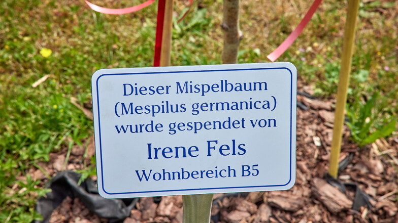 Nun weiß jeder, wer diesen Baum im Therapiegarten in Pirna gespendet hat.