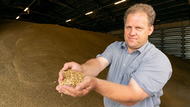 Der Vorsitzende des Regionalbauernverbandes Bautzen-Kamenz, Stefan Triebs, zeigt frisch geerntetes Getreide. Rund 10.000 Tonnen lagern in großen Hallen bei Radibor.