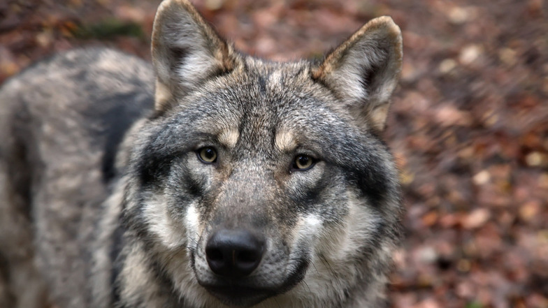 Es war ein Wolf, der das Schaf in Wölkisch riss . Zu diesem Ergebnis kamen Experten aufgrund der aufgefundenen Spuren.