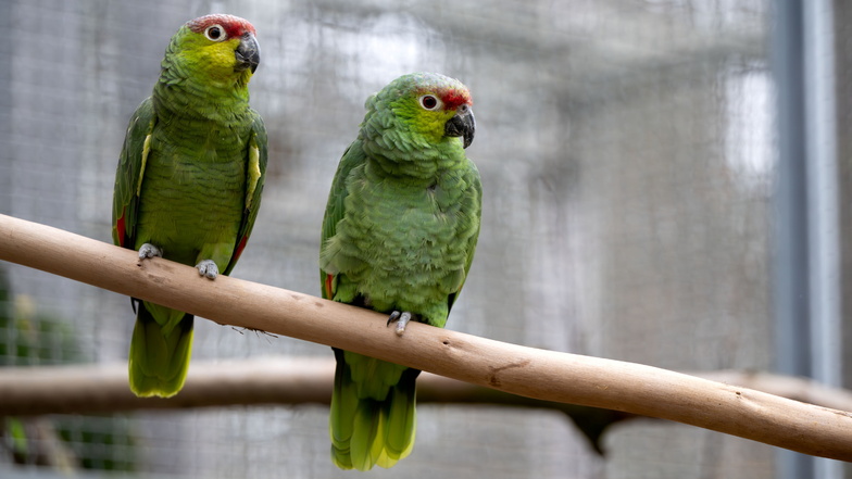 Mit den beiden Ecuador-Amazonen beteiligt sich der Tierpark Bischofswerda aktiv am Europäischen Erhaltungszuchtprogramm.
