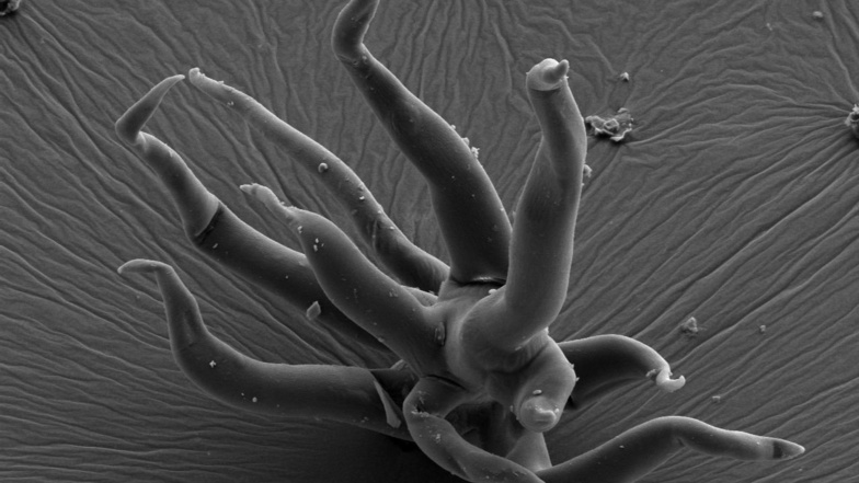 Wie Aliens: Milliarden Jahre alte Ur-Mikroben werden erstmals sichtbar