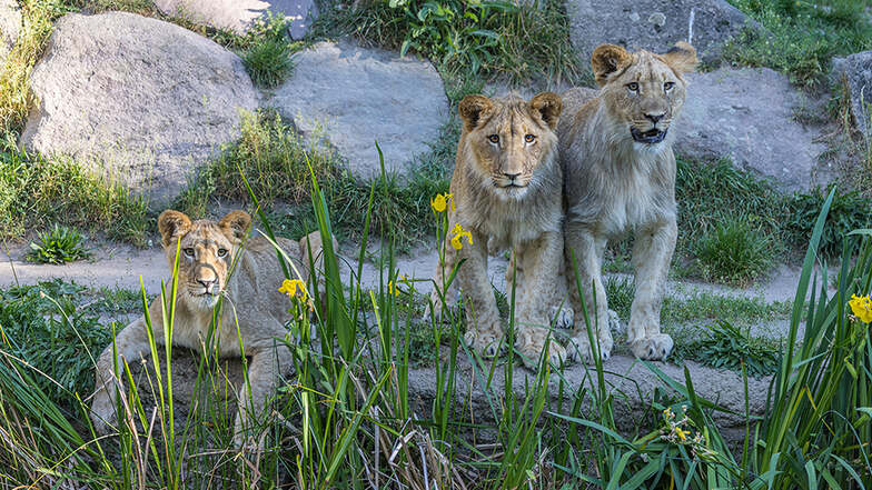 Leipziger Zoo trauert um einen Löwen und eine Gepardin