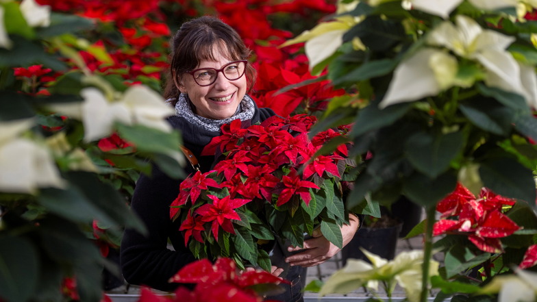 Jeannette Damme steht in der Gärtnerei in Sörnewitz inmitten von Weihnachtssternen und präsentiert für die Adventsausstellung eine Sorte der Princettia.