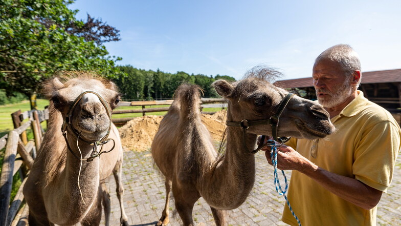 Lena und Lana heißen die beiden Kamele, die der Tiergartenchef Hubert Sperlich am Dienstag in Höckendorf in Empfang genommen hat.