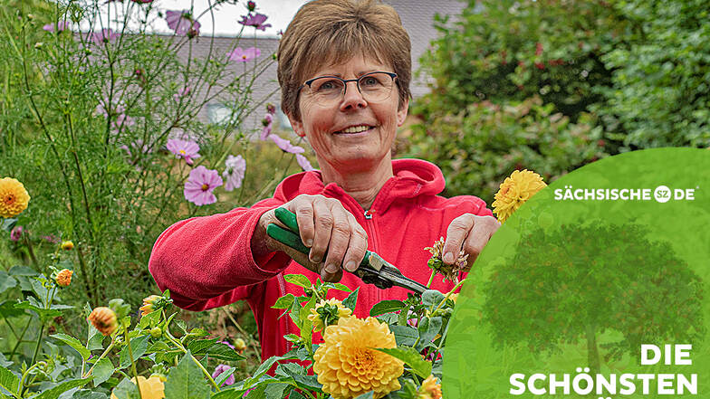 Jutta Fessel aus Zschornau bei Kamenz liebt ihren Garten hinterm Haus über alles. Zurzeit blühen die Dahlien in allen möglichen Farben.