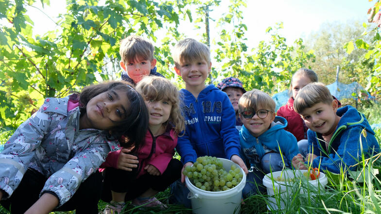 Vorschüler der Kita Kinderkreis „Natur, Heimat und Gesundheit“ haben Trauben im Kinderweinberg der Hoflößnitz gelesen.