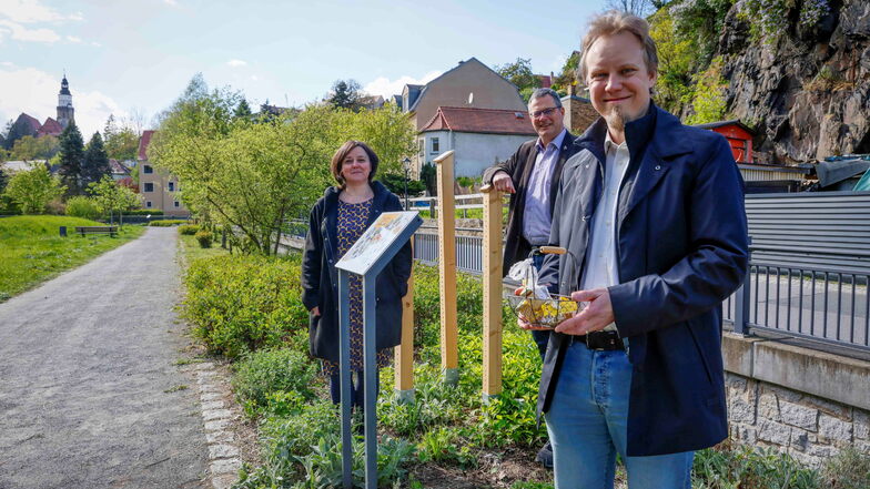 Summ, summ, summ: Bienenlehrpfad im Kamenzer Herrental eröffnet