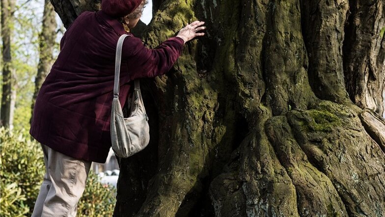 Hiltrud Barthel bestaunt den Stamm eines alten Parkbaumes. Im Schlosspark von Ulbersdorf finden sich 250 bis 300 Jahre alte Bäume. Der Kern des Parkes wurde jedoch erst nach 1990 angelegt. Ein botanischer Rundgang lohnt sich hier auf jeden Fall.