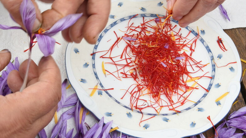 Frisch gezupfte rote Gewürzfäden aus den ersten geernteten Safran-Krokussen (Crocus sativus) sind auf einem Gartentisch in Nordsachsen zu sehen.