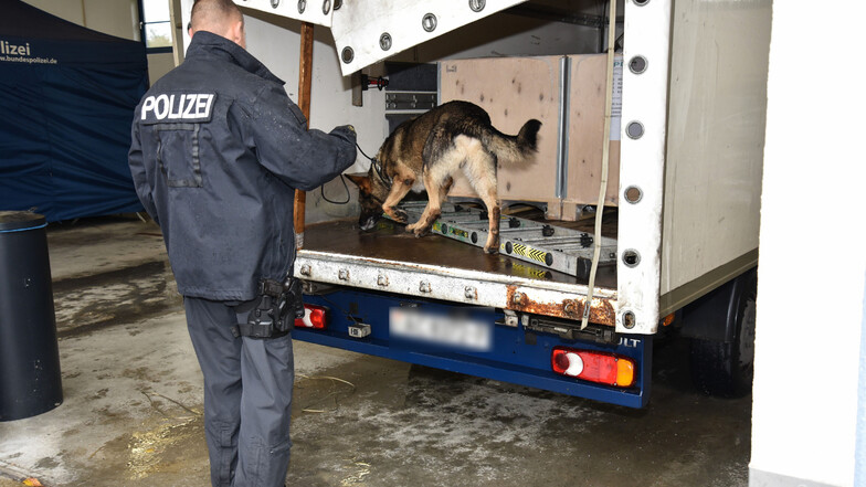 Hund Max von der Polizeidirektion Leipzig ist speziell zur Suche nach Betäubungsmitteln ausgebildet.