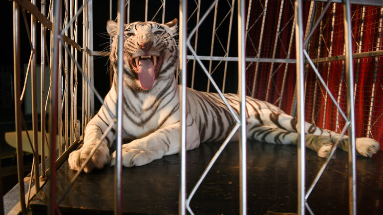 "Das sind Raubtiere, da hat niemand etwas zu suchen": Sarrasanis Tigerin Kaya hinter Gittern.
