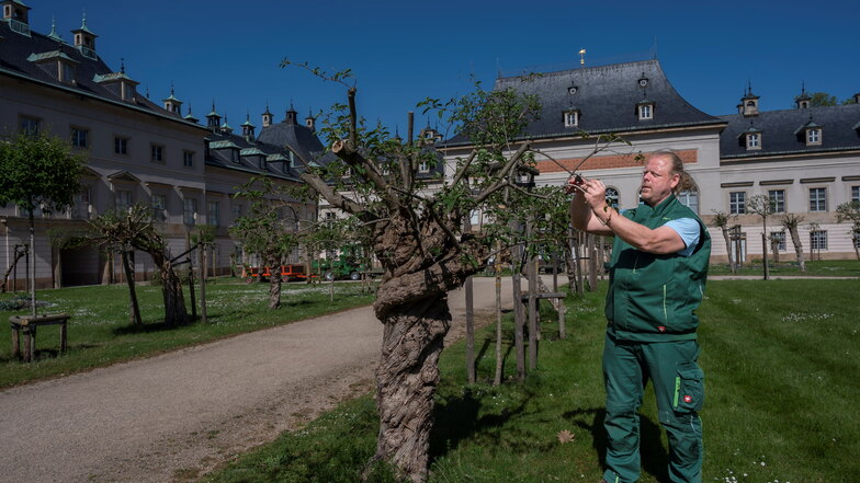 Schloss-Gartenmeister Thomas Riedel beschneidet eines der historischen, gedrehten Fliederbäumchen im Fliederhof.