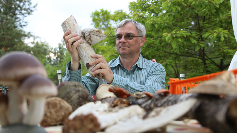 Uwe Bartholomäus aus Hähnichen berät seit vielen Jahren zu Pilzfragen. Hier ist er mit einem Zunderschwamm zu sehen. Mit diesem Pilz, der fest mit dem Baumstamm verwachsen ist, kann man Feuer machen. Er ist nicht giftig, aber auch ungenießbar.