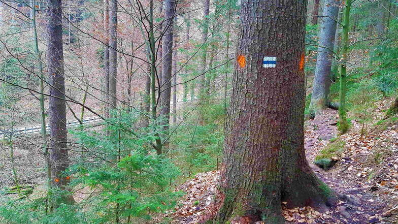 Sächsische Schweiz: Wanderwege im Tiefen Grund gesperrt