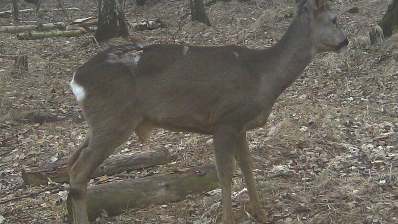 Ein verletztes Reh aus dem Waldgebiet bei Rückersdorf. Es wurde am hinteren Rücken gebissen. Nach Aussage eines Jägers stammen diese Bissspuren nicht von Füchsen. Die Aufnahme wurde von einer Wildkamera am 18. März eingefangen.