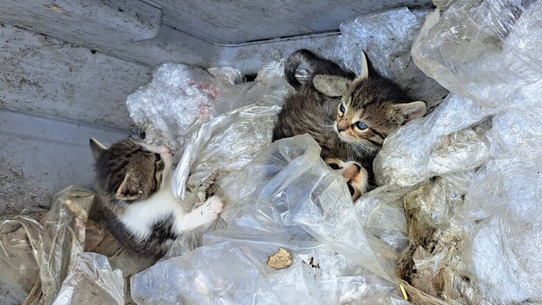 Entsetzen bei Großenhains Tierschützern: Katzen in Müllcontainer ausgesetzt