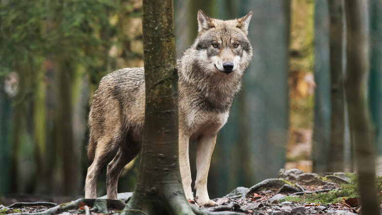 Ein Wolfriss mitten in einem Dorf hat erneut Kritik an den Regeln zum Umgang mit den Raubtieren auf den Plan gerufen.