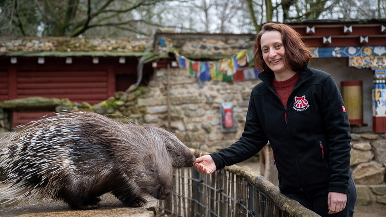 Auf Tuchfühlung mit Stachelschweinen: die neue Zoopädagogin Franziska Leonhardt im Görlitzer Tierpark.