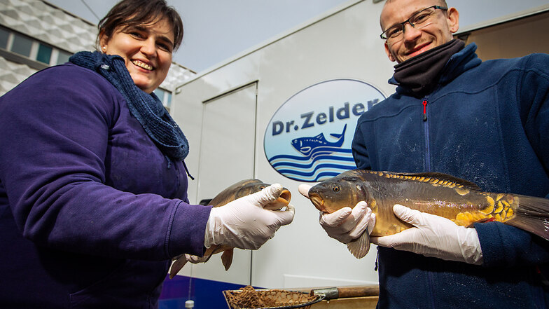 Karpfen unterm Weihnachtsbaum? Klar! Miranda Klaiber und ihr Kollege Stefan Dziergwa bieten Zelder-Fische auf Hoyerswerdas Lausitzer Platz an.