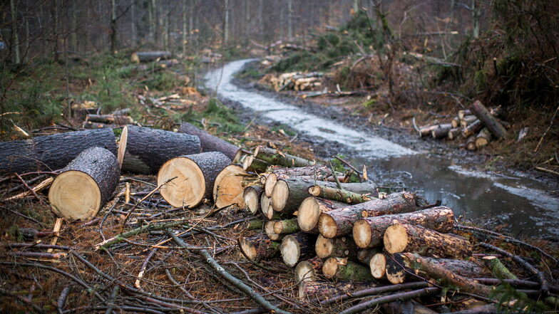 In einem Teil des Seifersdorfer Tals wurden abgestorbene Fichten gefällt. Naturschützer bemängeln die Vorgehensweise bei der Beräumung des Holzes.