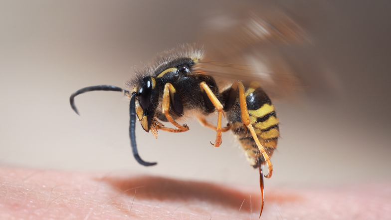 Auch im Herbst sind Wespen unterwegs und können für gefährliche Stiche sorgen.