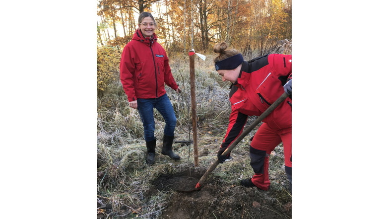 Mitarbeiter der Schmiedewerke Gröditz pflanzen Bäume auf dem Betriebsgelände.