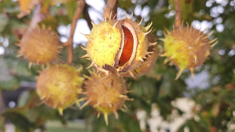 Der Herbst wird in Weinböhla mit dem alljährlichen Markt und verkaufsoffenen Sonntag eingeläutet. Dieses Jahr findet er schon im September statt.