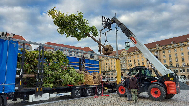 Auf dem Dresdner Altmarkt werden die neuen Bäume per Teleskop-Gabelstapler ausgeladen.