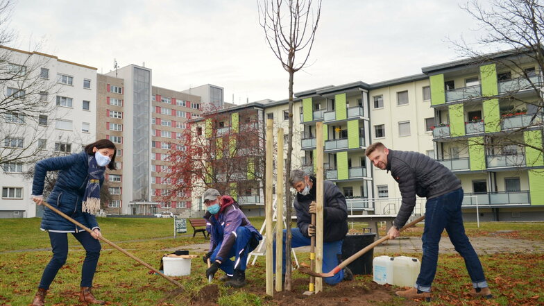 Eine neue Linde zwischen Wohnblocks: Am Karl-Marx-Ring pflanzen (v. l.) Yvonne Ledwa von der WGR, zwei Mitarbeiter der Riesaer Dienstleistungsgesellschaft RDL und Stadtrat Gunnar Hoffmann einen Baum.