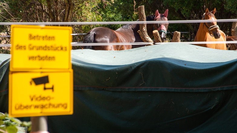 „Betreten des Grundstückes verboten“ und „Videoüberwachung“ - knapp 280 Meter hinter der Sörnewitzer Straße stehen nun Pferde.