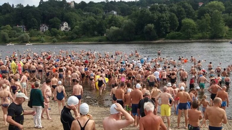 Etwa 1.500 Schwimmer sind in Dresden am Sonntag ins Wasser gegangen.